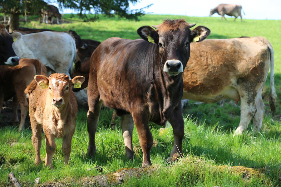 Um die 22 Kühe leben mit ihren Kälbern und einem Stier in Laufställen und auf den Weiden des Gulmenhofs.