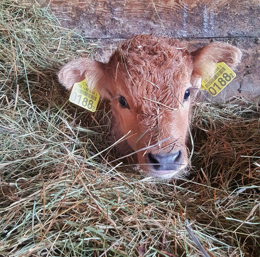 Neben Muttermilch ernähren sich die Jungtiere von Gras, Heu und Getreide.