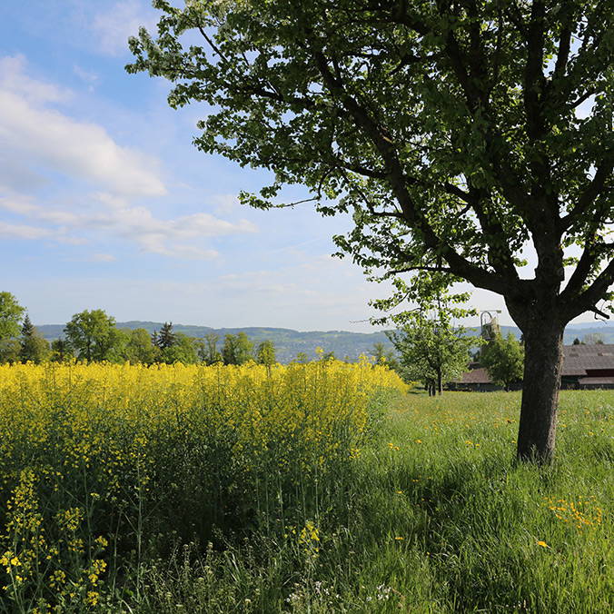 rapsfeld.jpg rapsfeld.jpg