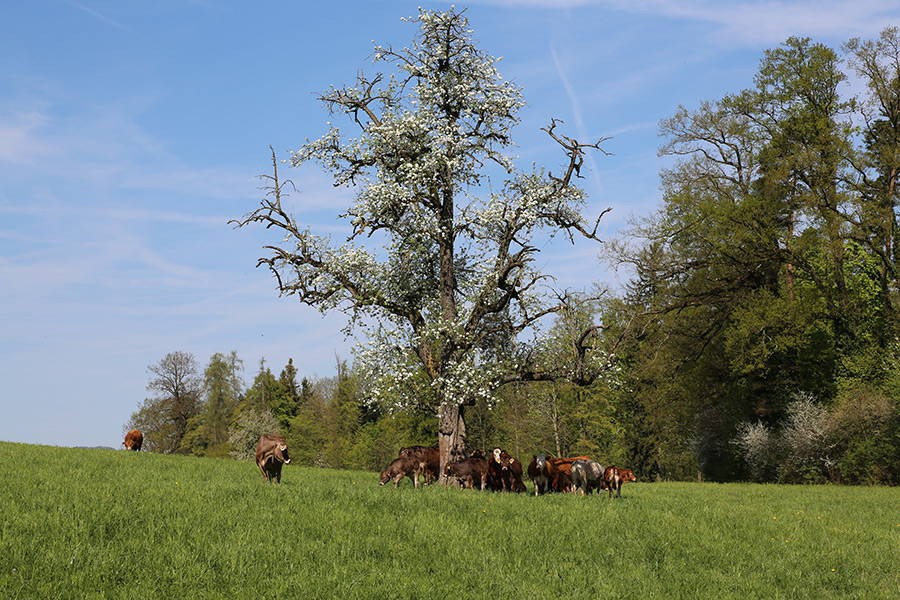 natura-beef_baum.jpg