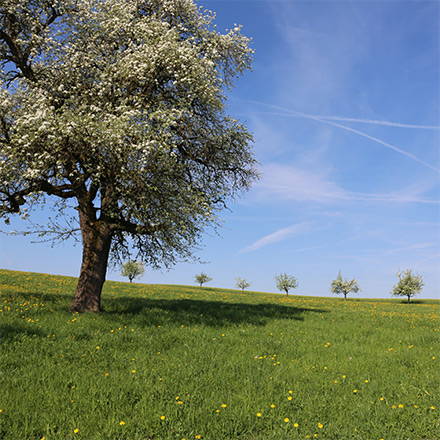 betrieb_baume.jpg betrieb_baume.jpg