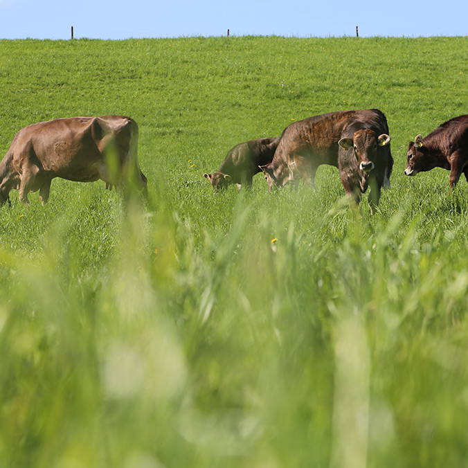 natura-beef_weide.jpg natura-beef_weide.jpg