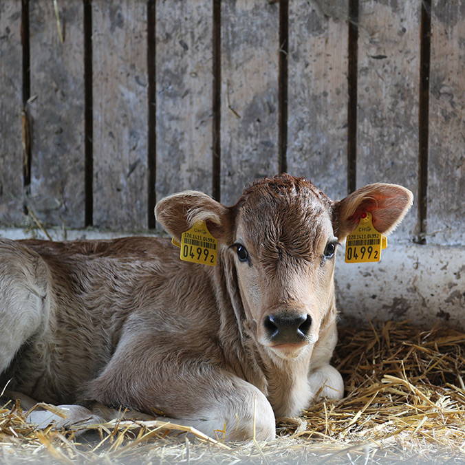 junges_kalb.jpg junges_kalb.jpg