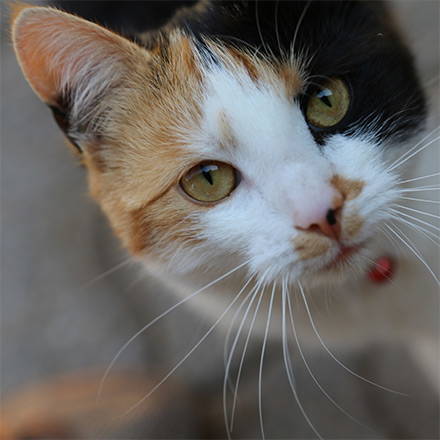 betrieb_katze.jpg betrieb_katze.jpg